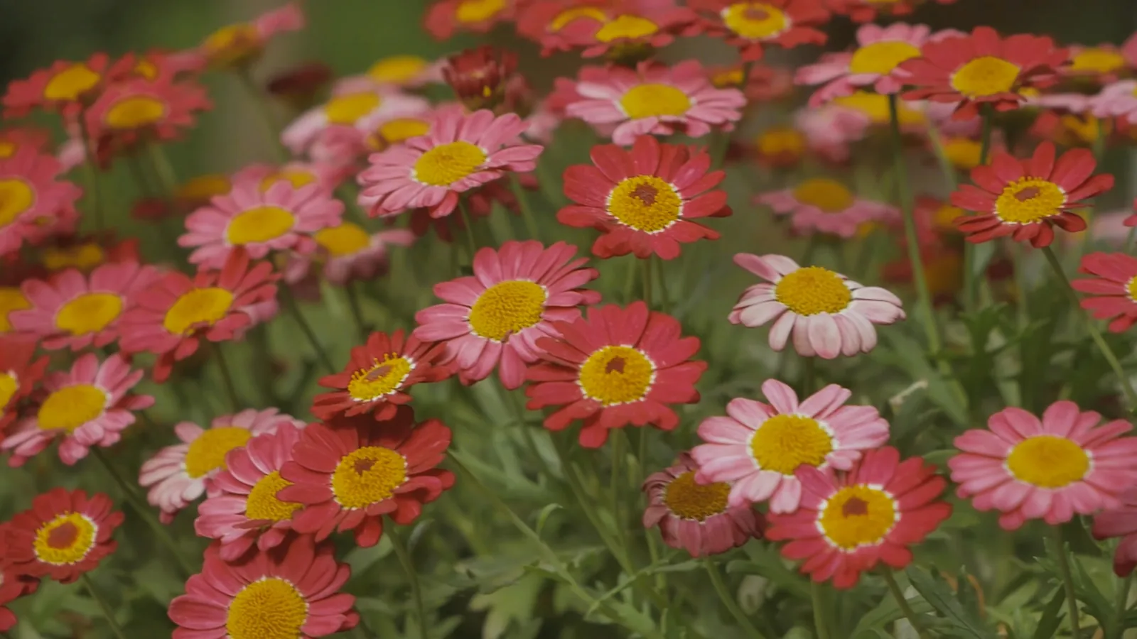 Still from Johns Creek Garden Tour