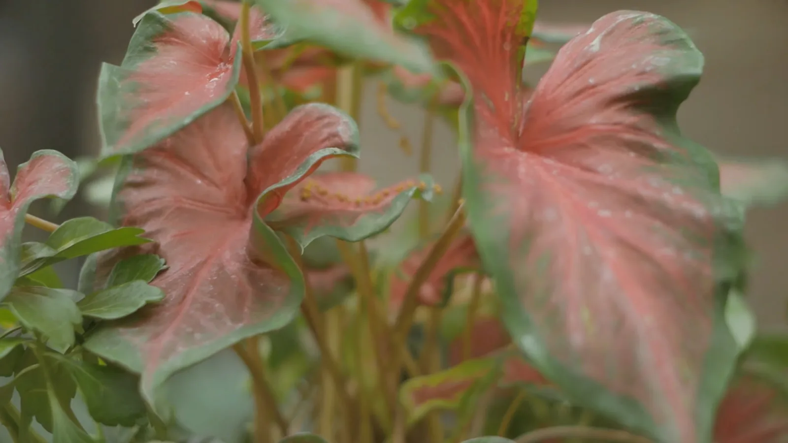 Still from Johns Creek Garden Tour